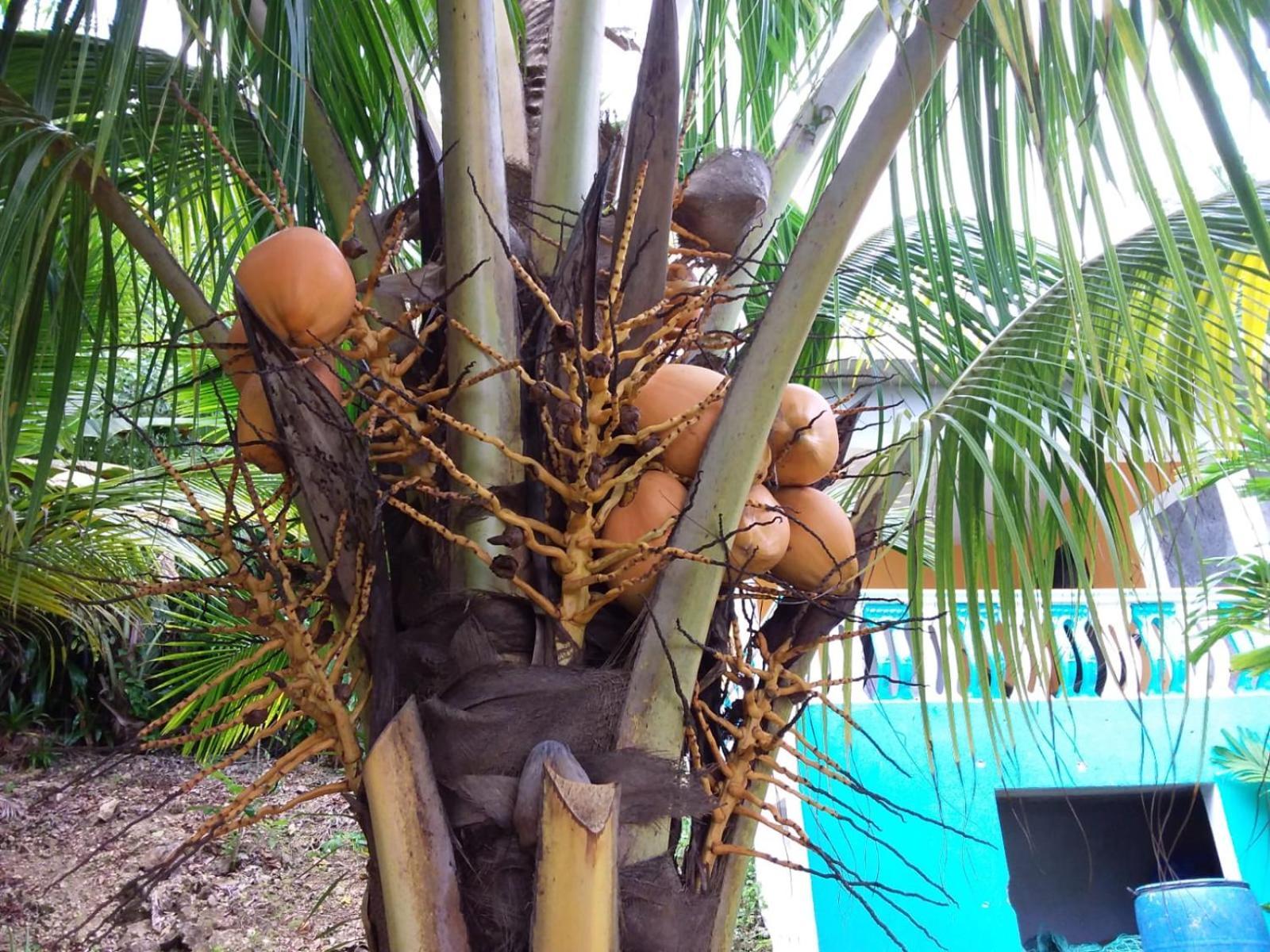 Port Antonio Brian'S Beach House 외부 사진